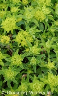 Euphorbia polychroma 'Midas'                      